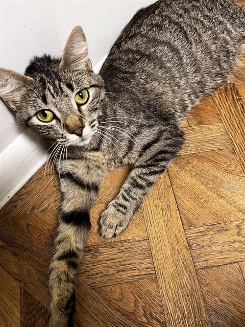 TIGGITY, Adoptable, Young Female Domestic Short Hair.