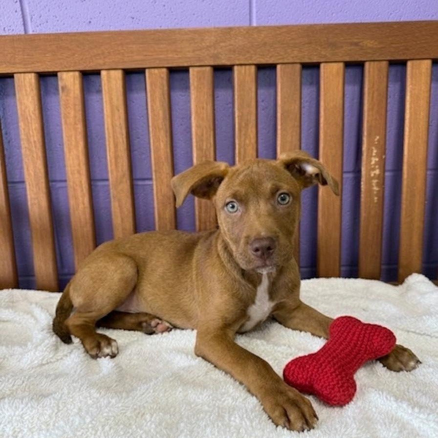 **PIXIE**, Adoptable, Puppy Female Labrador Retriever.