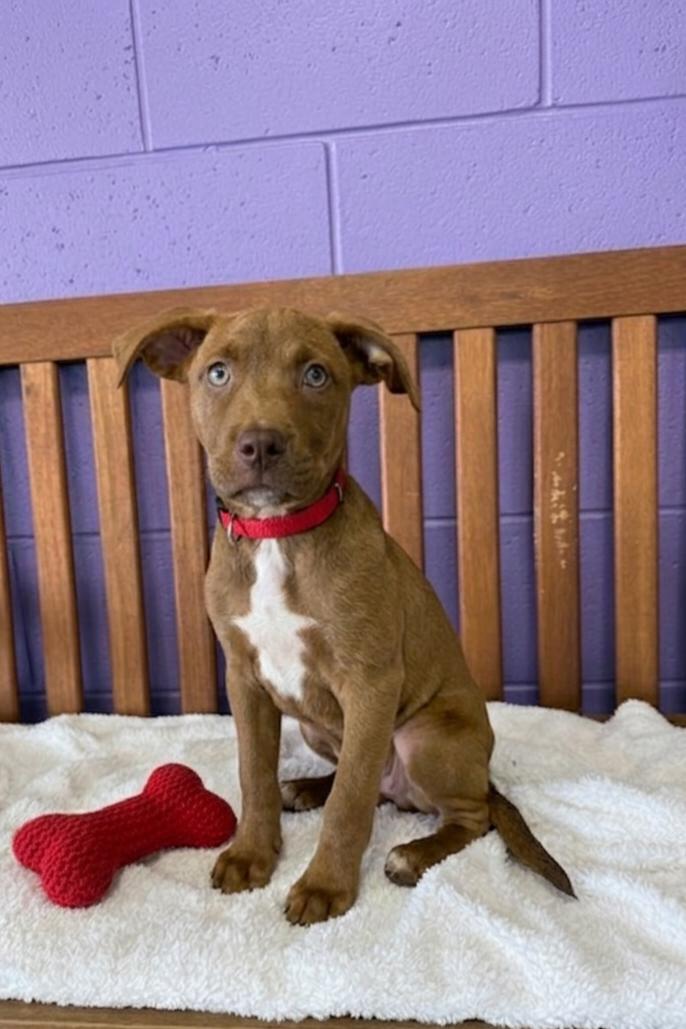 **PIXIE**, a Adoptable Labrador Retriever in North Prairie, WI image 2/2
