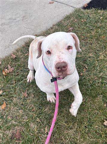 Enlarge CREAM PUFF, a Adoptable Pit Bull Terrier in Dayton, OH image 1/1