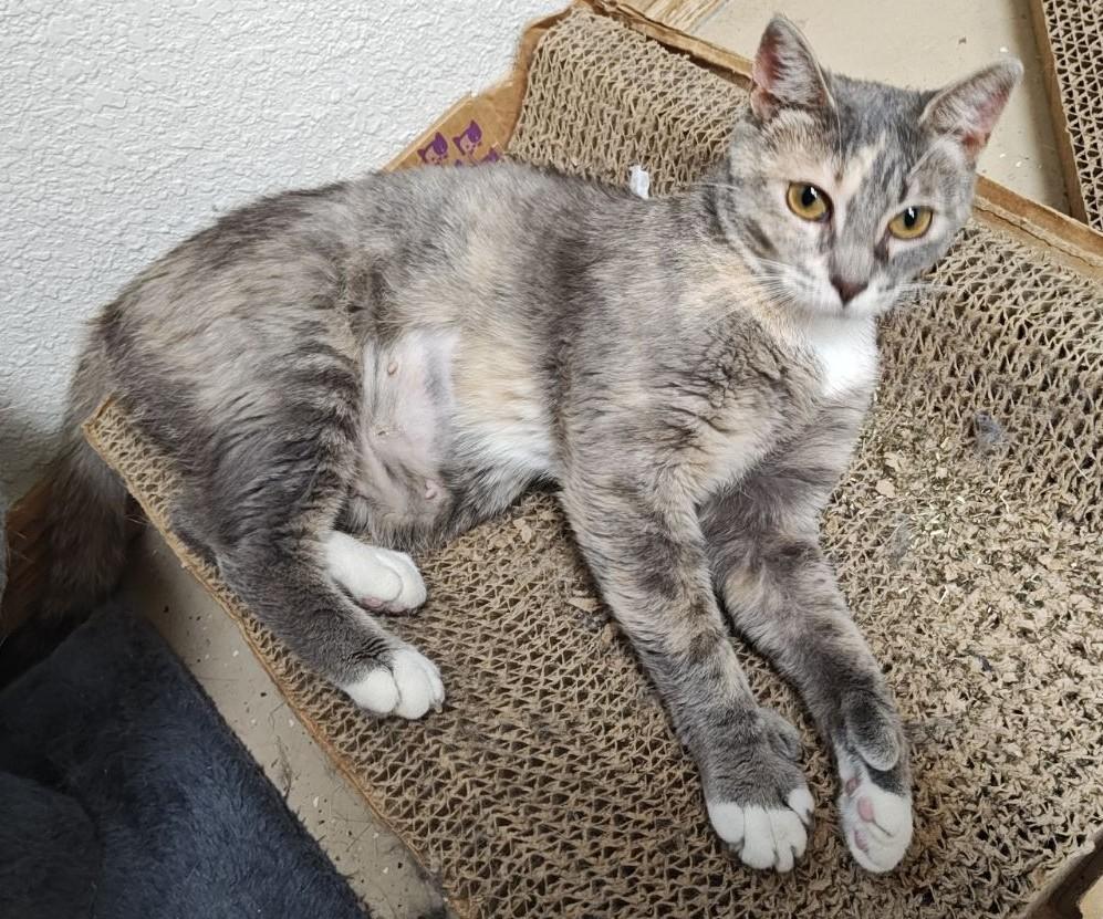 Lovey, a Adoptable Domestic Short Hair in Wahpeton, ND image 4/6