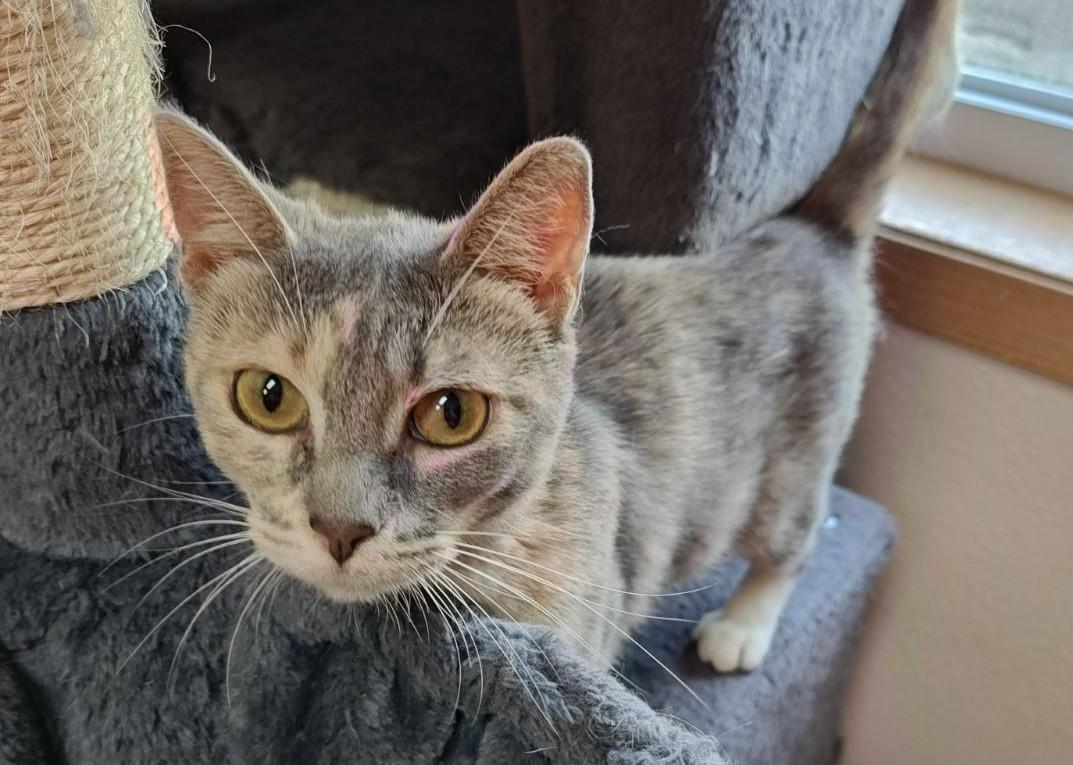 Lovey, a Adoptable Domestic Short Hair in Wahpeton, ND image 5/6