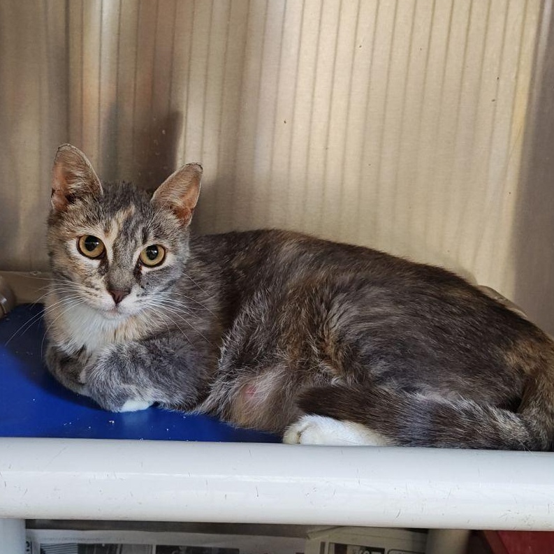 Lovey, Adoptable, Young Female Domestic Short Hair.