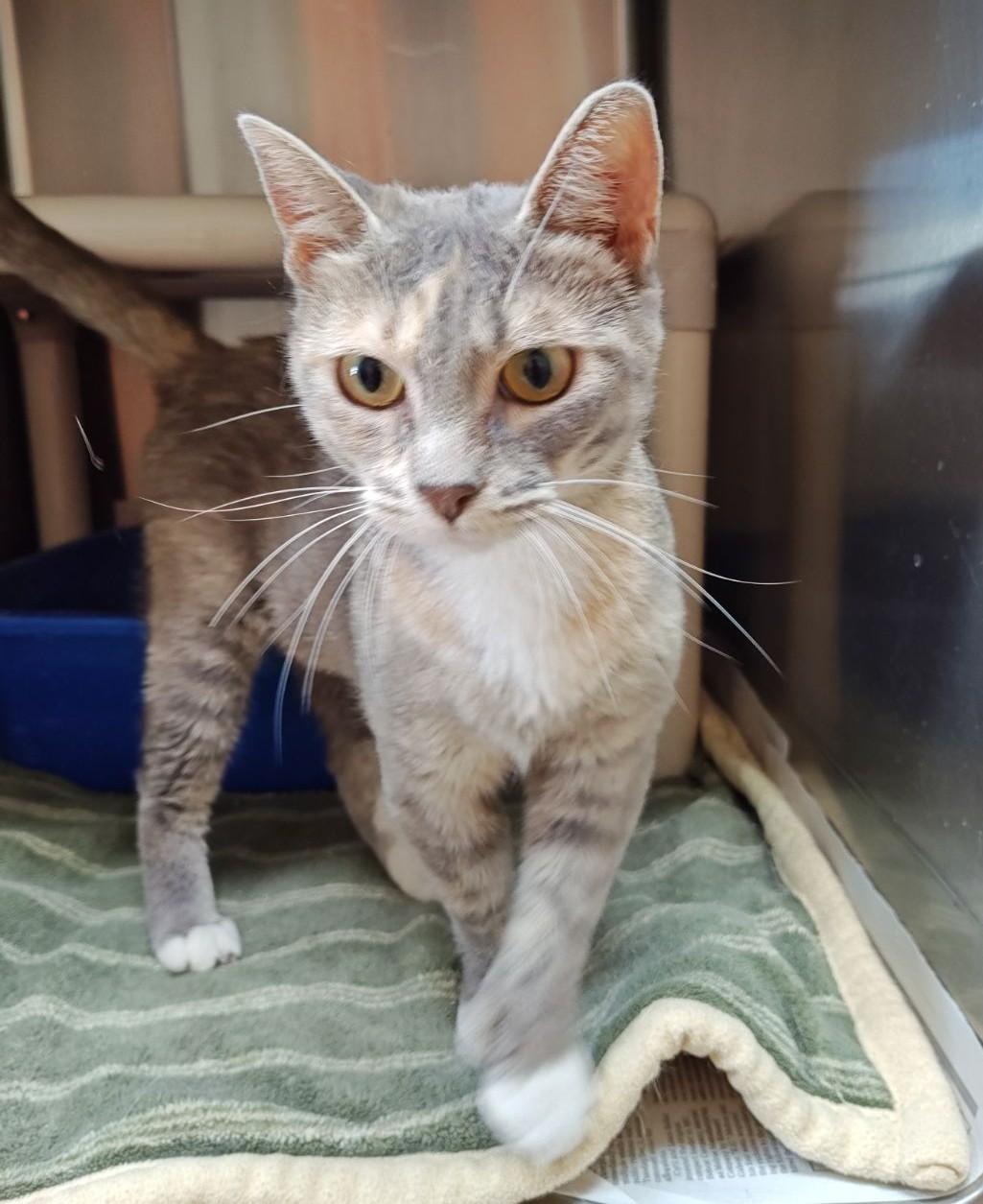 Lovey, a Adoptable Domestic Short Hair in Wahpeton, ND image 1/6