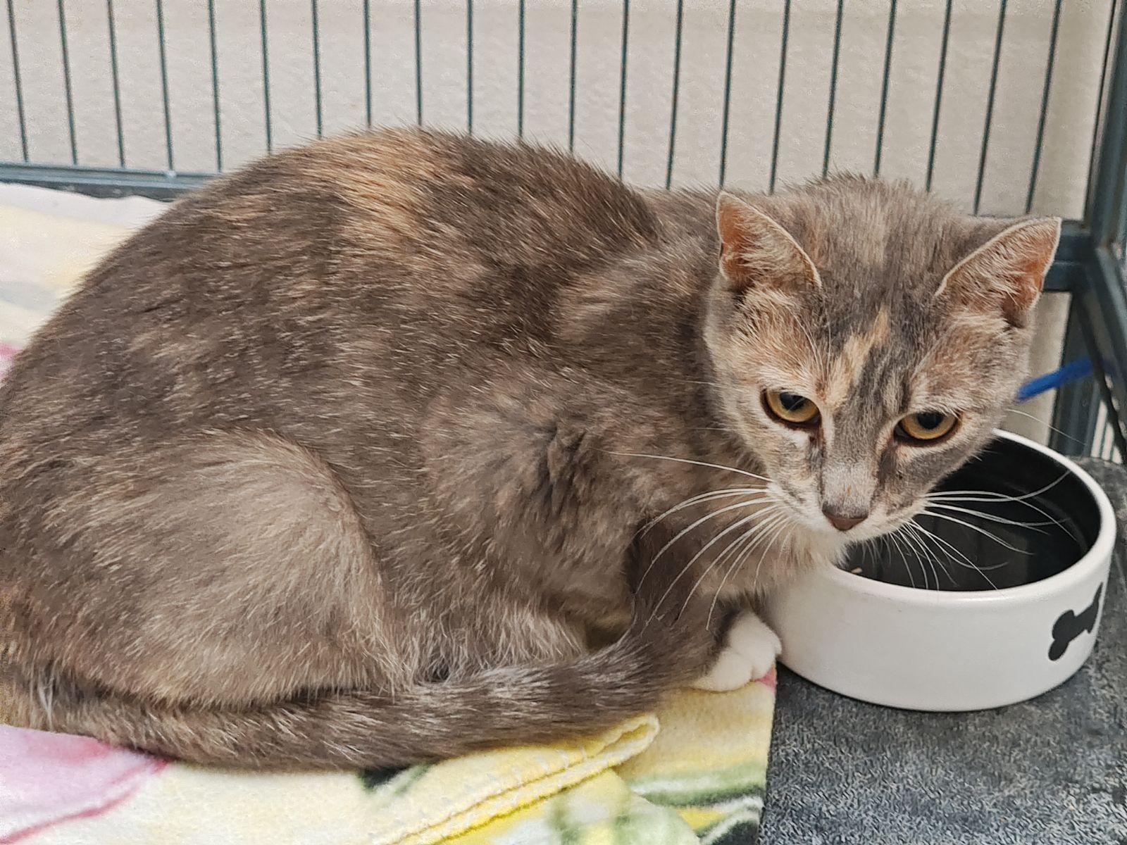 Enlarge Lovey, a Adoptable Domestic Short Hair in Wahpeton, ND image 2/3