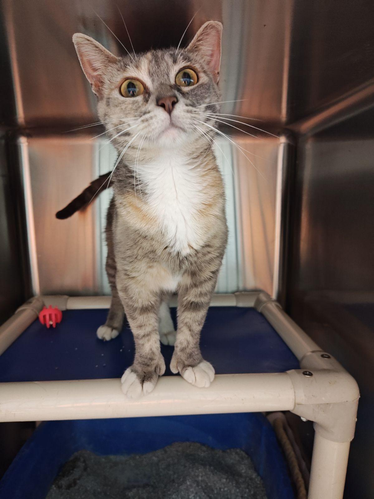 Lovey, a Adoptable Domestic Short Hair in Wahpeton, ND image 6/6