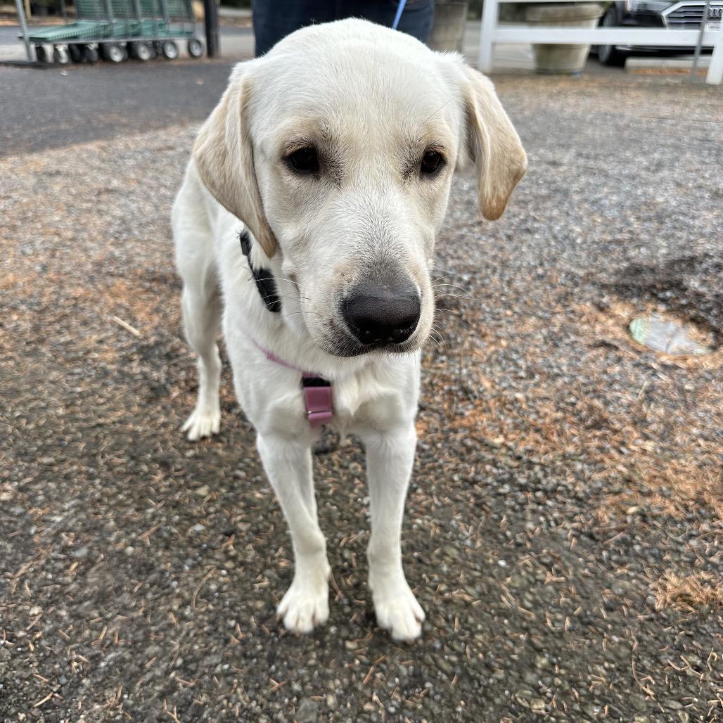 Akimbo, Adoptable, Adult Male Labrador Retriever.