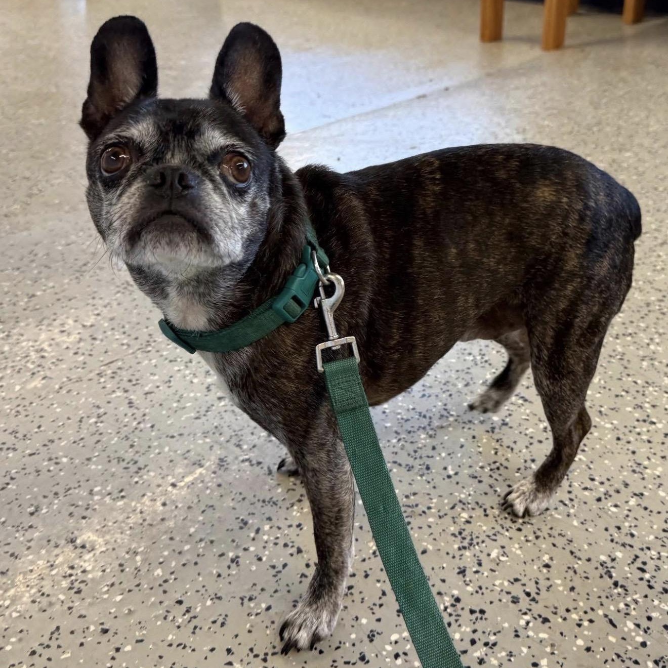 Brodie, ADOPTABLE, Senior Male French Bulldog & Boston Terrier.