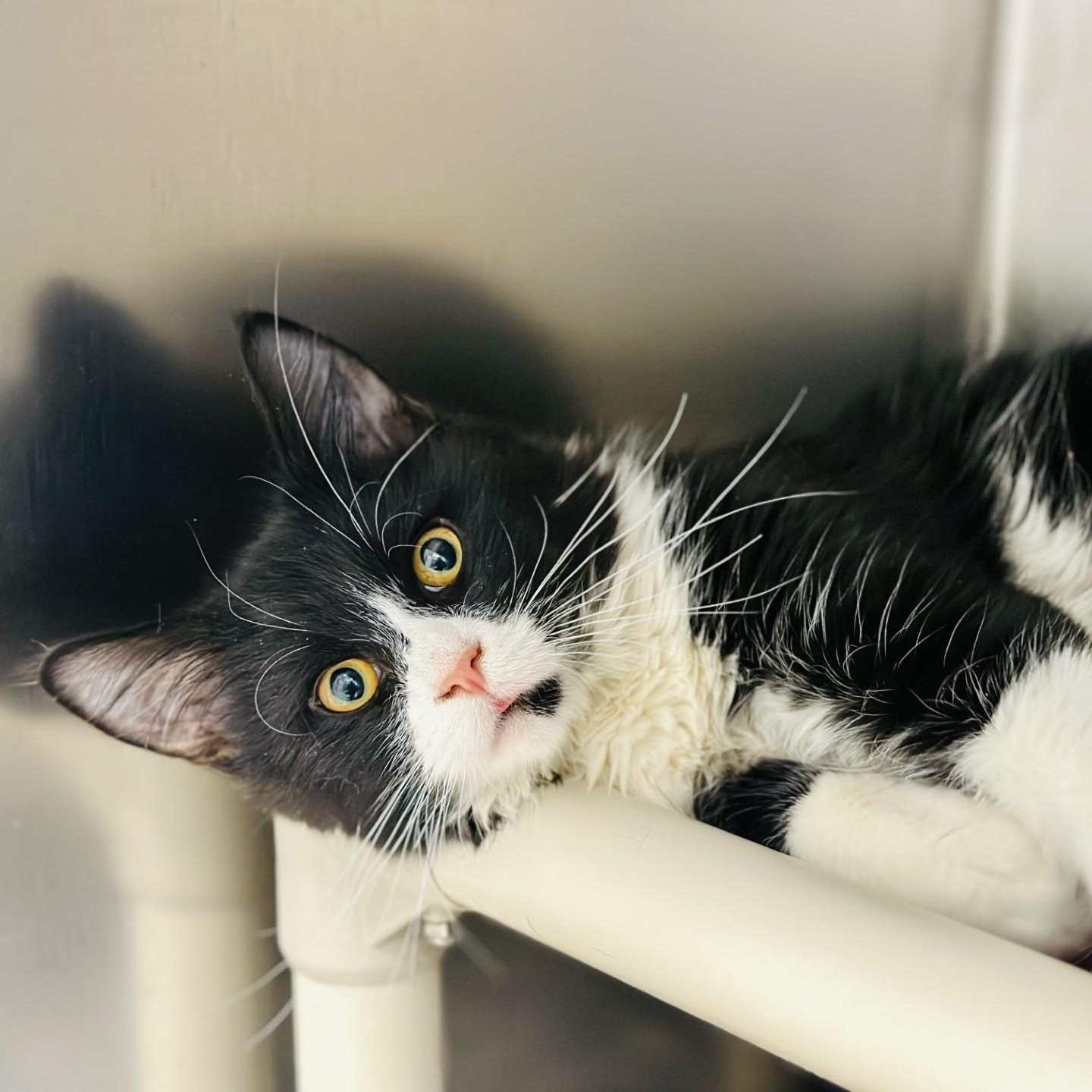 Archer, a Adoptable Domestic Medium Hair in Manahawkin, NJ image 1/2