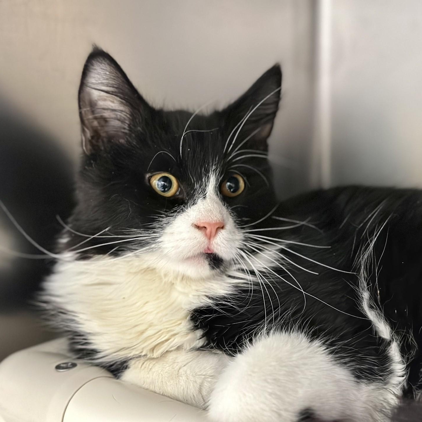 Archer, Adoptable, Young Male Domestic Medium Hair.