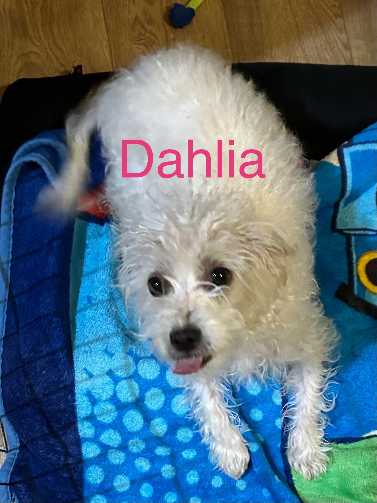 Dahlia, adoptable, Adult Female Poodle.