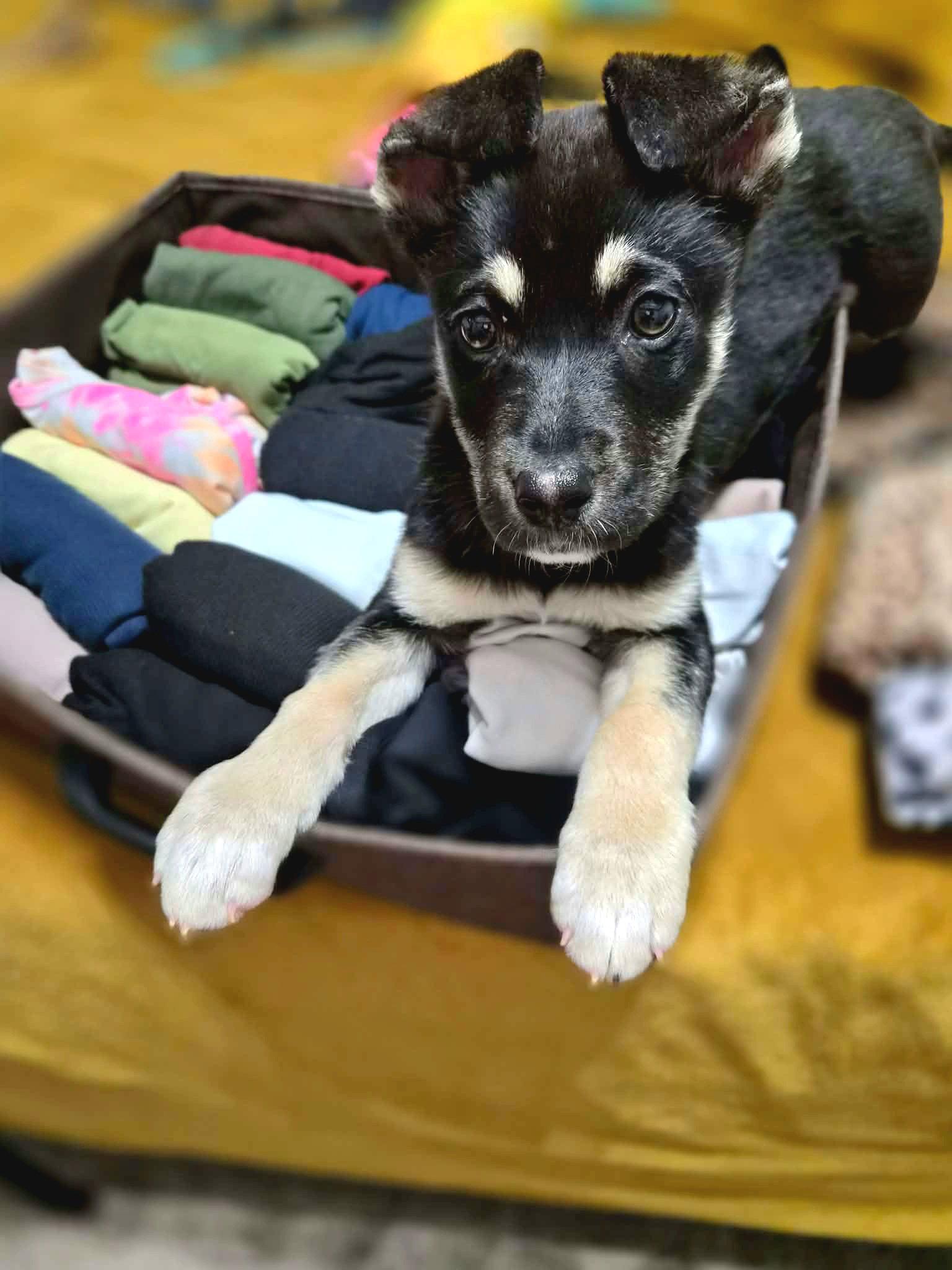 Enlarge Pearl, a Adopted mixed breed in Auburn, GA image 2/3