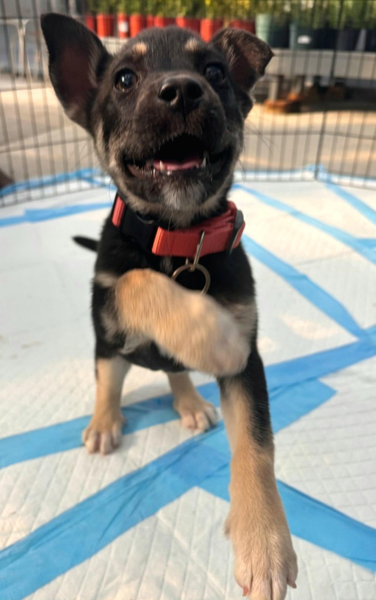 Enlarge Pearl, a Adopted mixed breed in Auburn, GA image 3/3