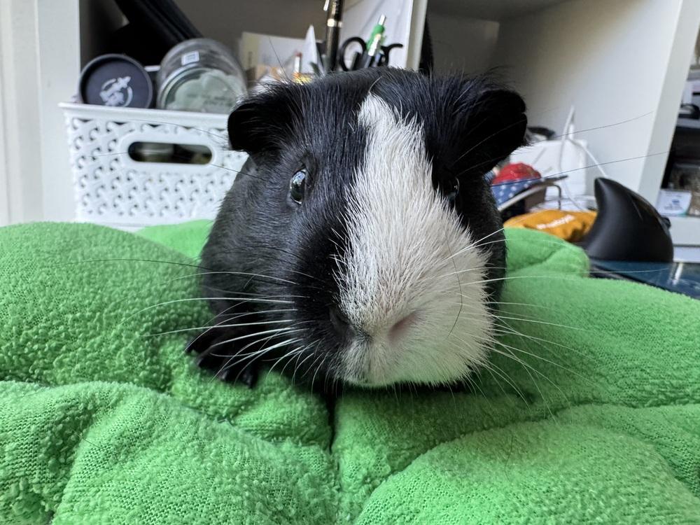 Willy, a Adoptable Guinea Pig in Austin, TX image 3/8