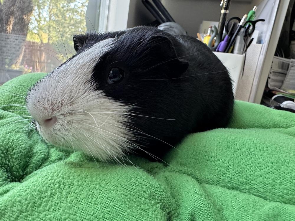 Willy, a Adoptable Guinea Pig in Austin, TX image 4/8