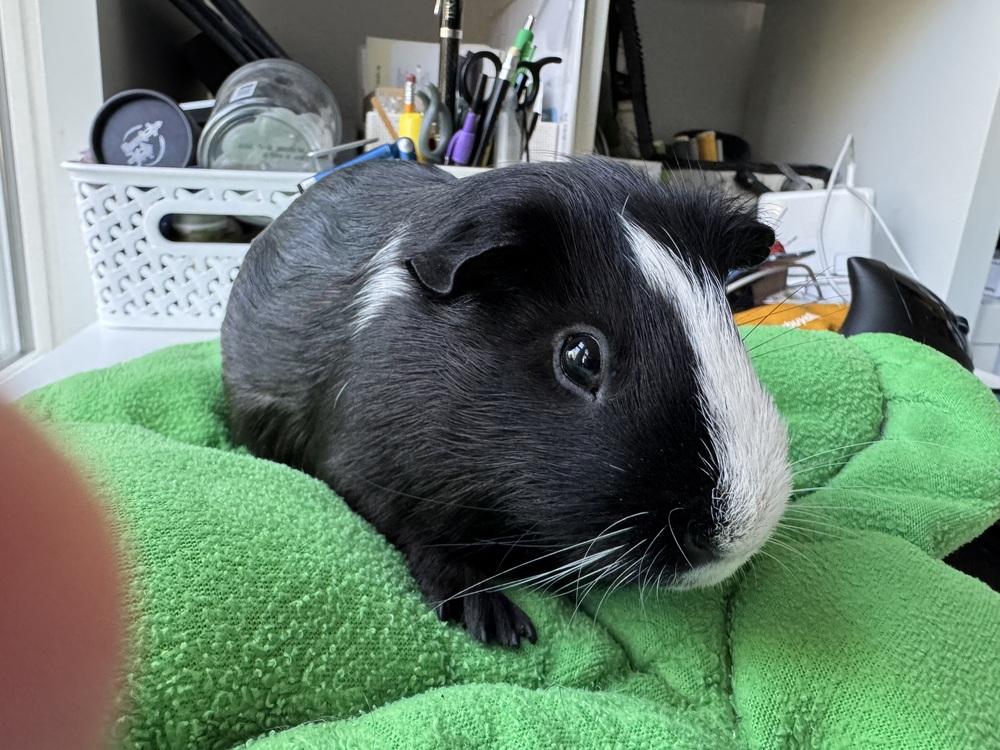 Willy, a Adoptable Guinea Pig in Austin, TX image 5/8