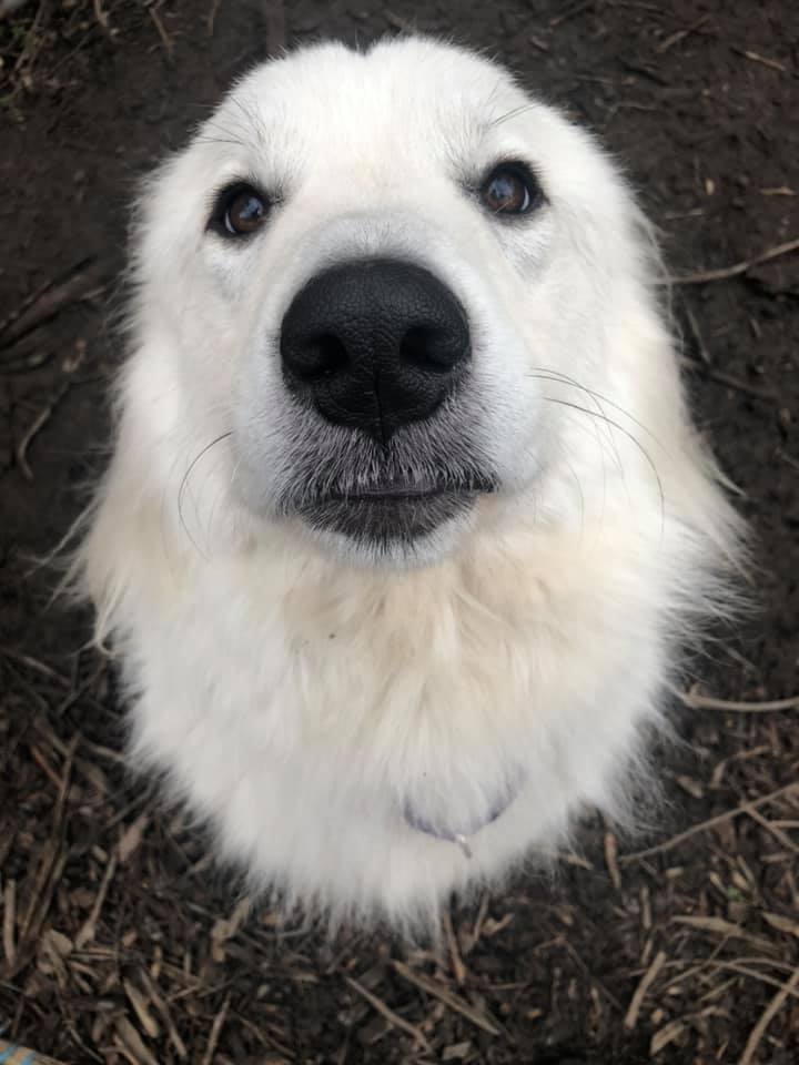 Saber, a Adoptable Great Pyrenees in Richmond, VA image 1/8