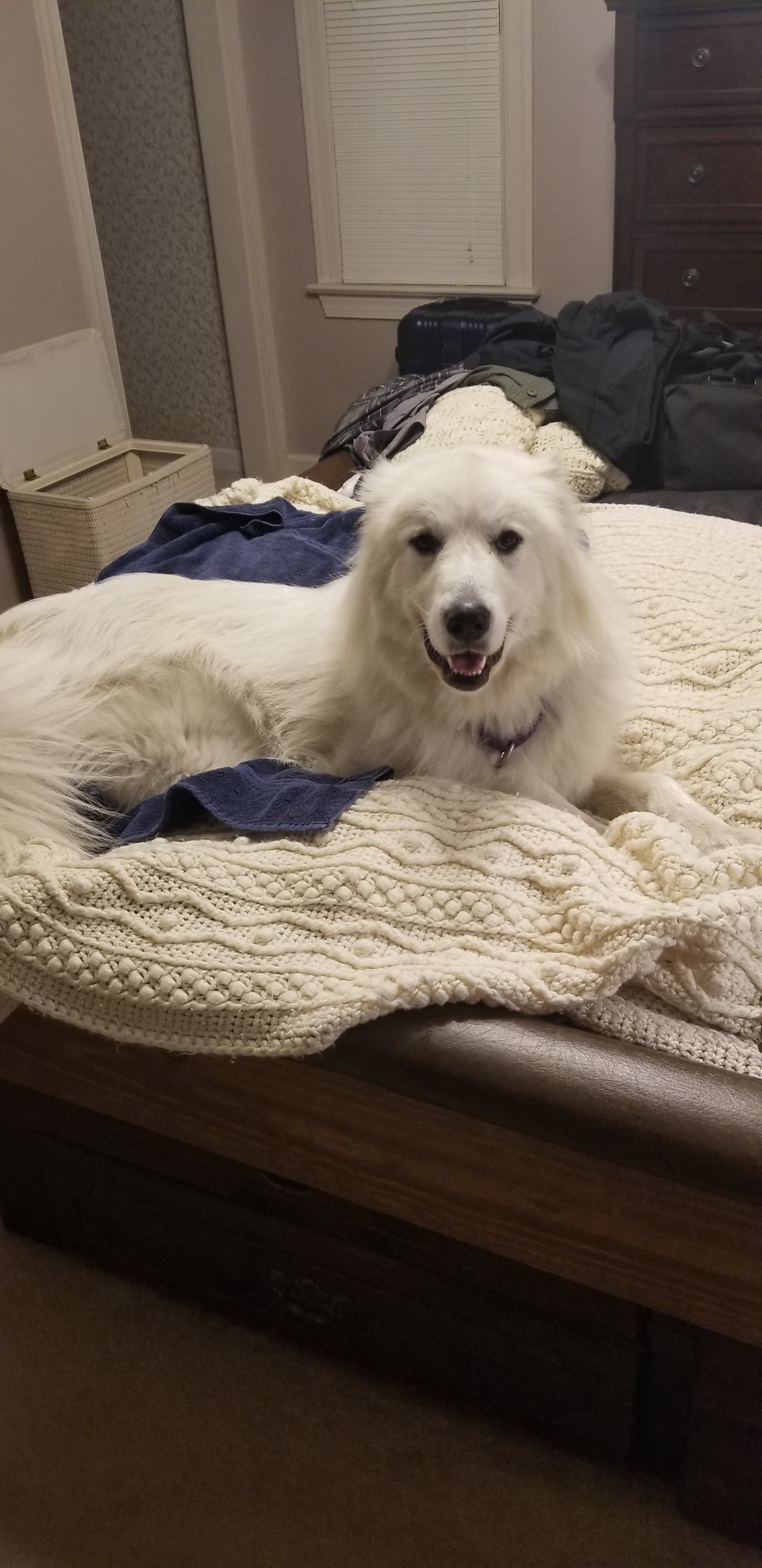 Saber, a Adoptable Great Pyrenees in Richmond, VA image 2/8