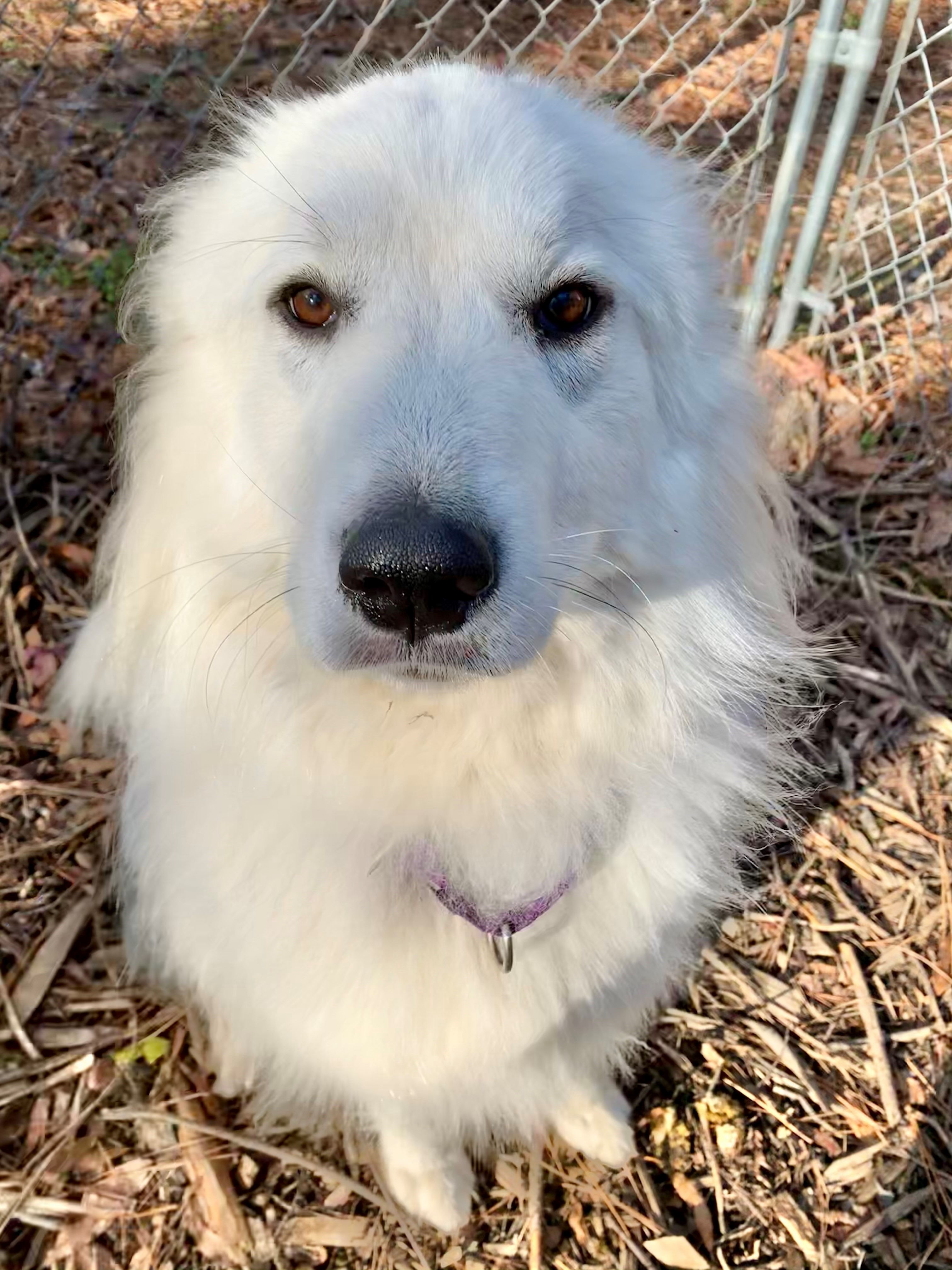 Saber, a Adoptable Great Pyrenees in Richmond, VA image 3/8