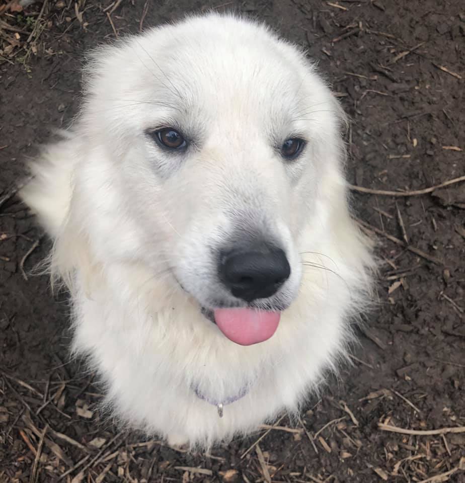 Saber, Adoptable, Young Female Great Pyrenees.