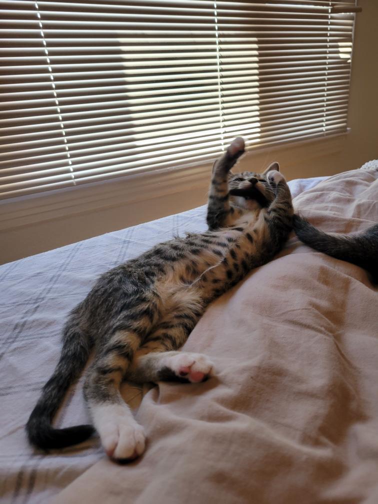 Enlarge Mouse, a Adoptable Domestic Short Hair in Los Angeles, CA image 1/5