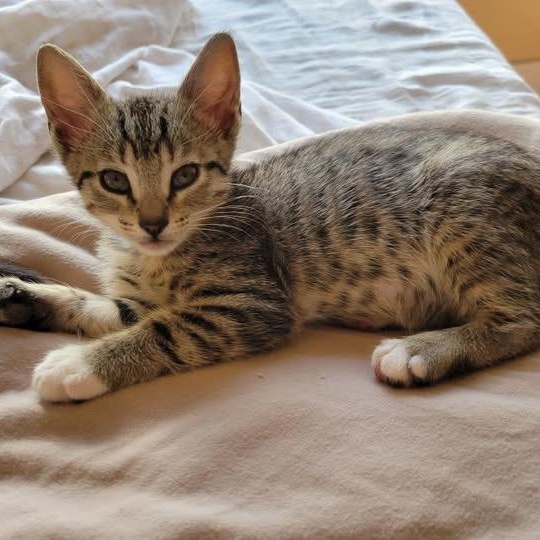 Enlarge Mouse, a Adoptable Domestic Short Hair in Los Angeles, CA image 3/5