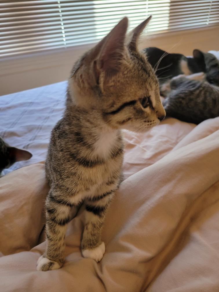 Enlarge Mouse, a Adoptable Domestic Short Hair in Los Angeles, CA image 4/5