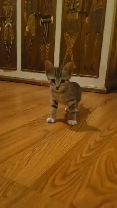 Enlarge Mouse, a Adoptable Domestic Short Hair in Los Angeles, CA video 5/5