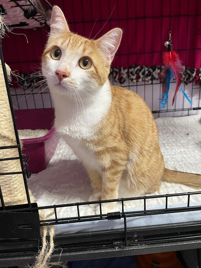 Fanta, a Adoptable mixed breed in Newaygo, MI image 1/3