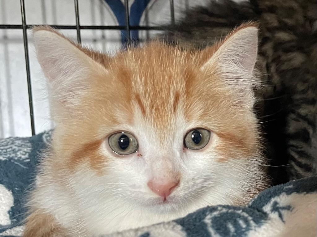 Fanta, a Adoptable mixed breed in Newaygo, MI image 3/3