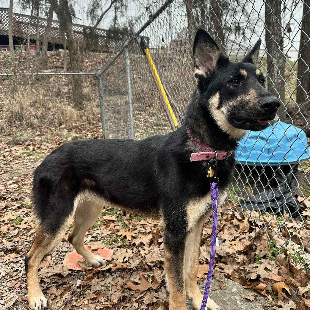Enlarge Freya, a Adoptable German Shepherd Dog in Branson, MO image 1/2