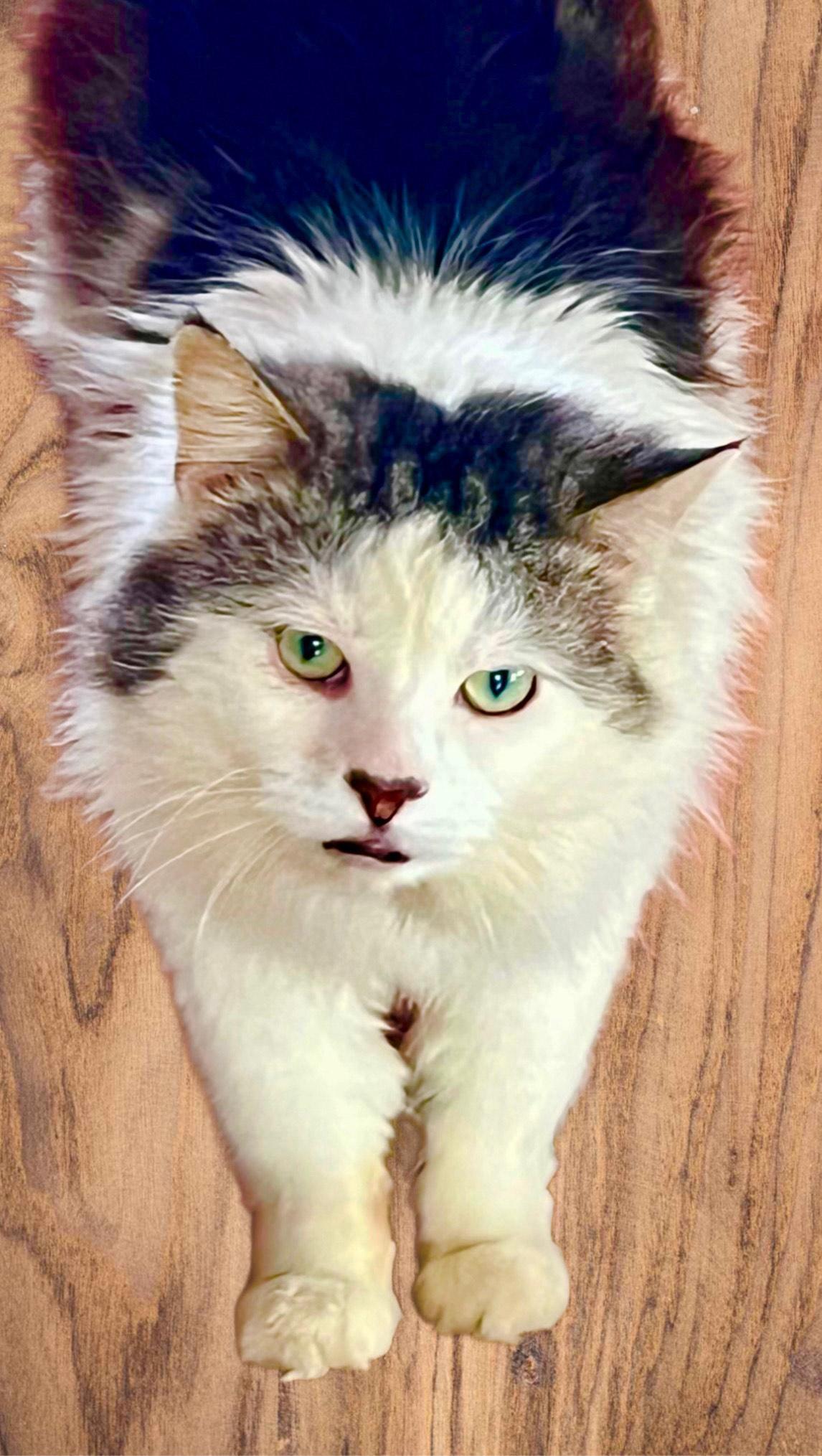 Enlarge AUGIE, a Adoptable mixed breed in Churchville, PA image 4/6