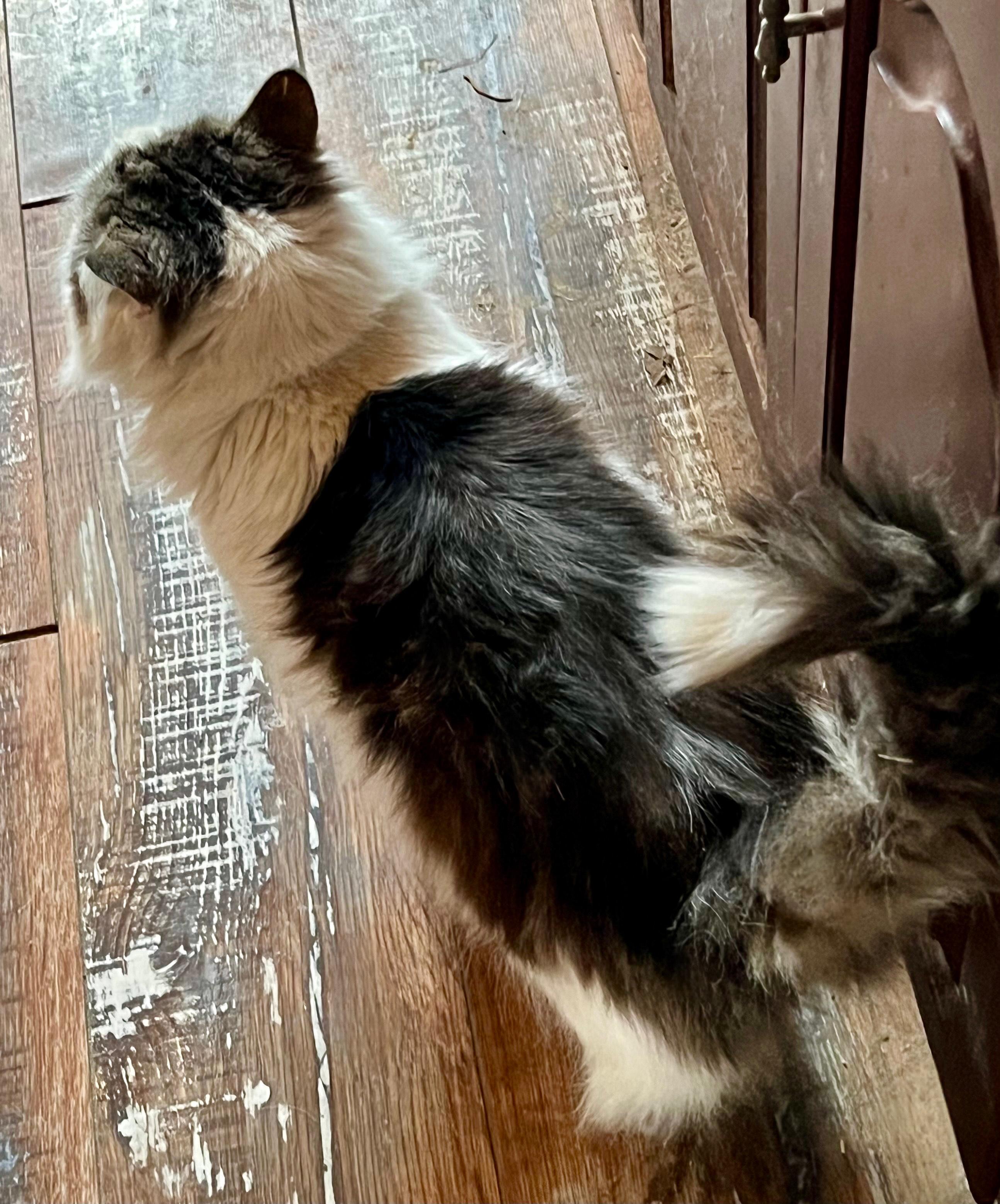 Enlarge AUGIE, a Adoptable mixed breed in Churchville, PA image 5/6