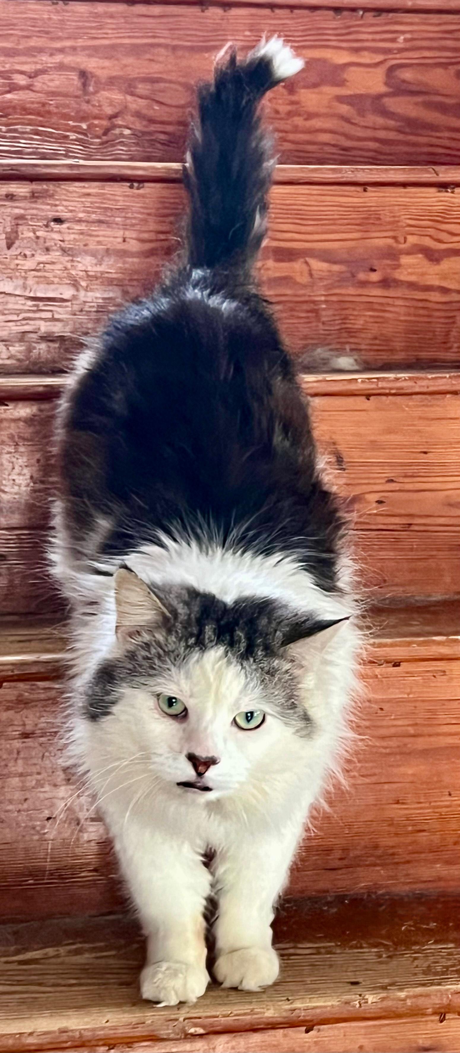 AUGIE, Adoptable, Adult Male Maine Coon & Domestic Medium Hair.