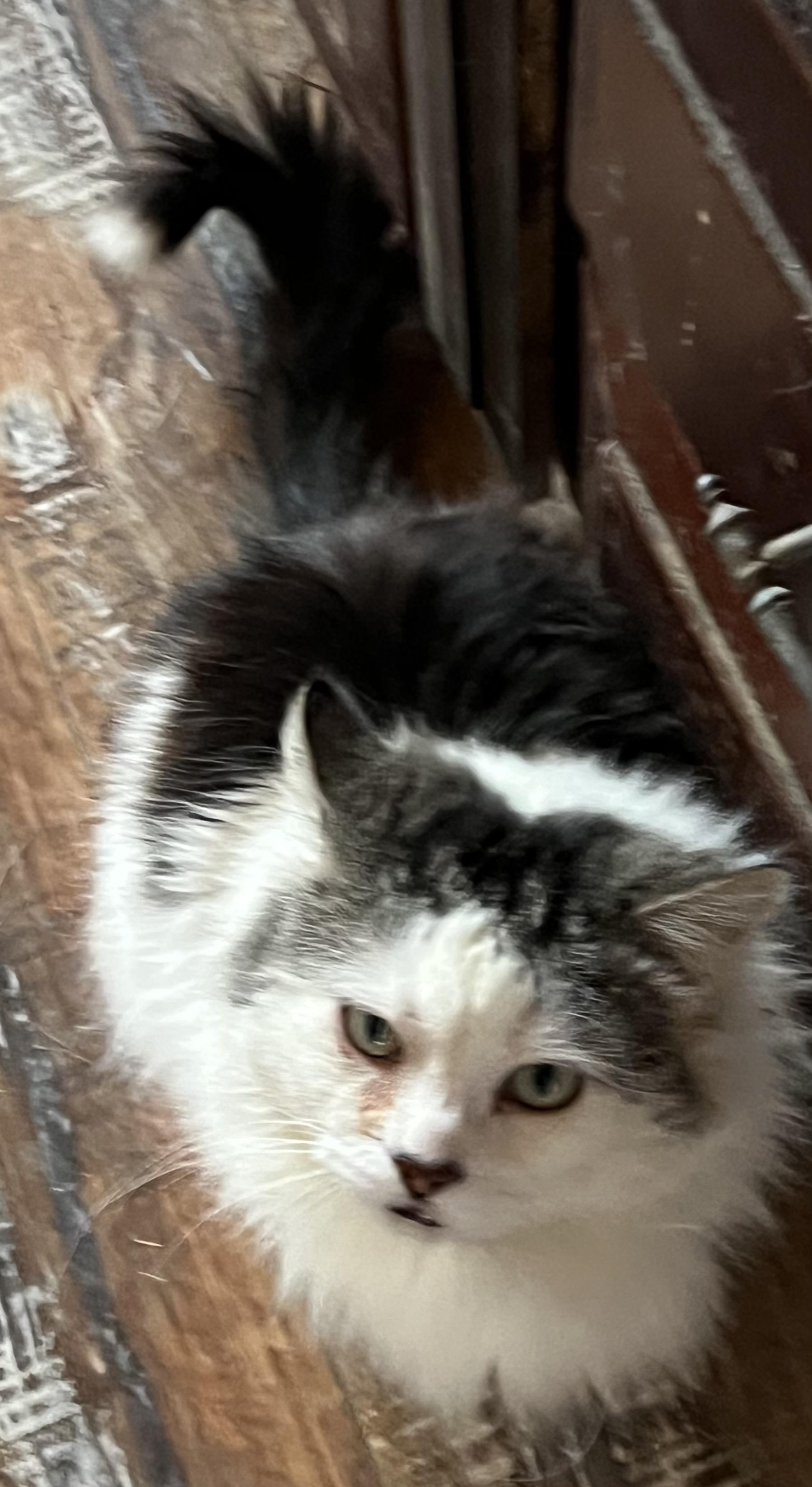 AUGIE, Adoptable, Adult Male Maine Coon & Domestic Medium Hair.