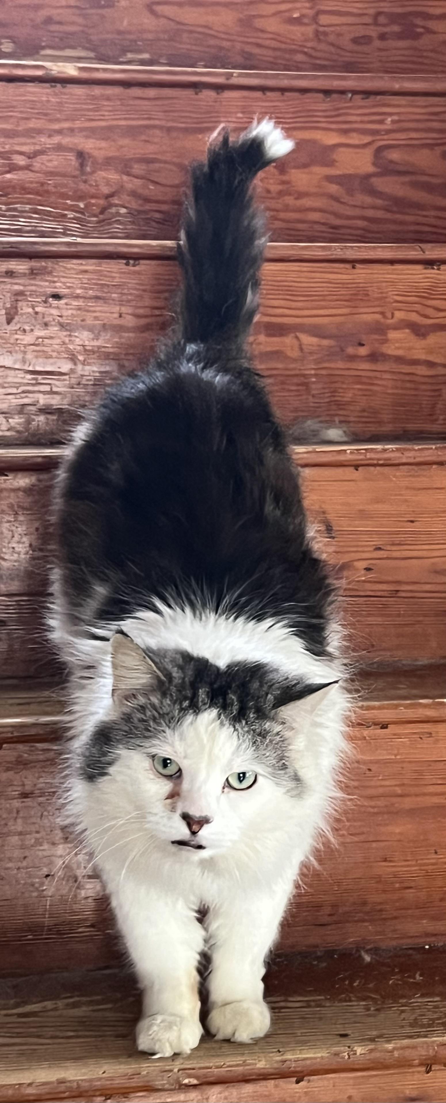 Enlarge AUGIE, a Adoptable mixed breed in Churchville, PA image 2/6