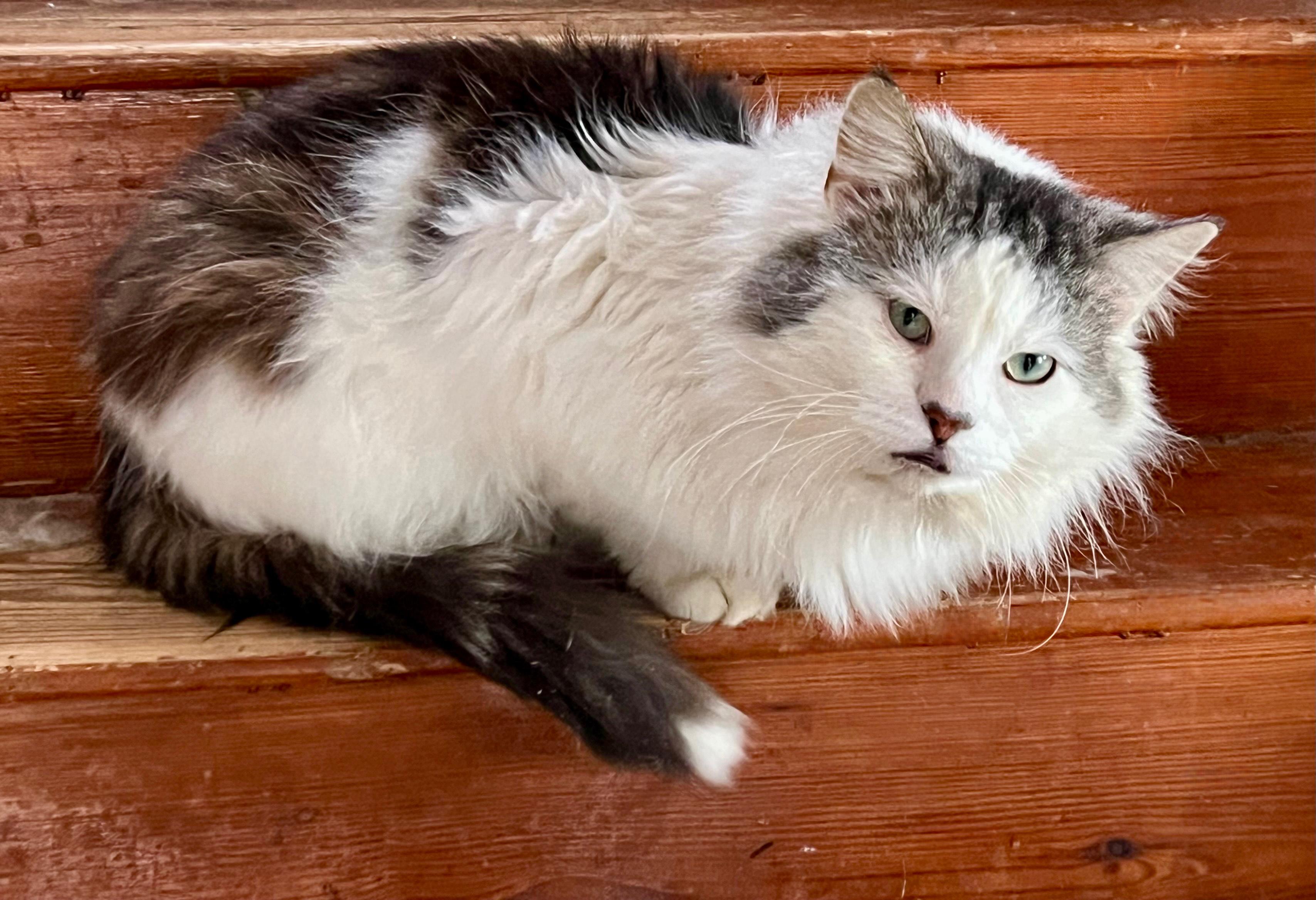 Enlarge AUGIE, a Adoptable mixed breed in Churchville, PA image 3/6