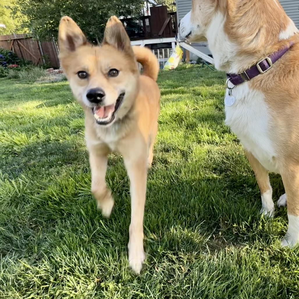 Theo, Adoptable, Adult Male Shiba Inu & Mixed Breed.
