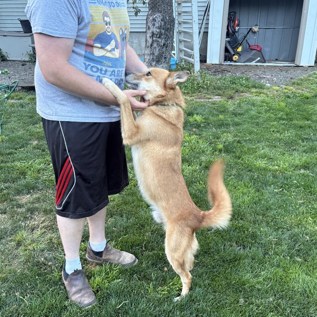 Enlarge Theo, a Adoptable mixed breed in Bellingham, WA image 2/6