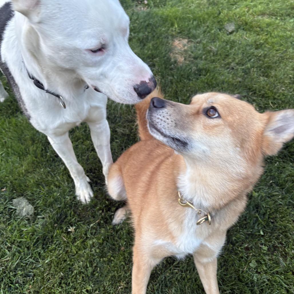 Enlarge Theo, a Adoptable mixed breed in Bellingham, WA image 3/6