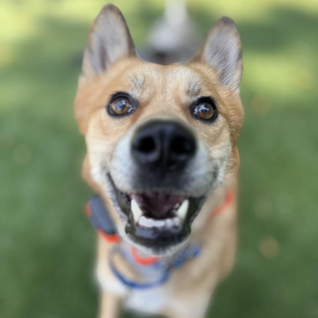 Enlarge Theo, a Adoptable mixed breed in Bellingham, WA image 4/6