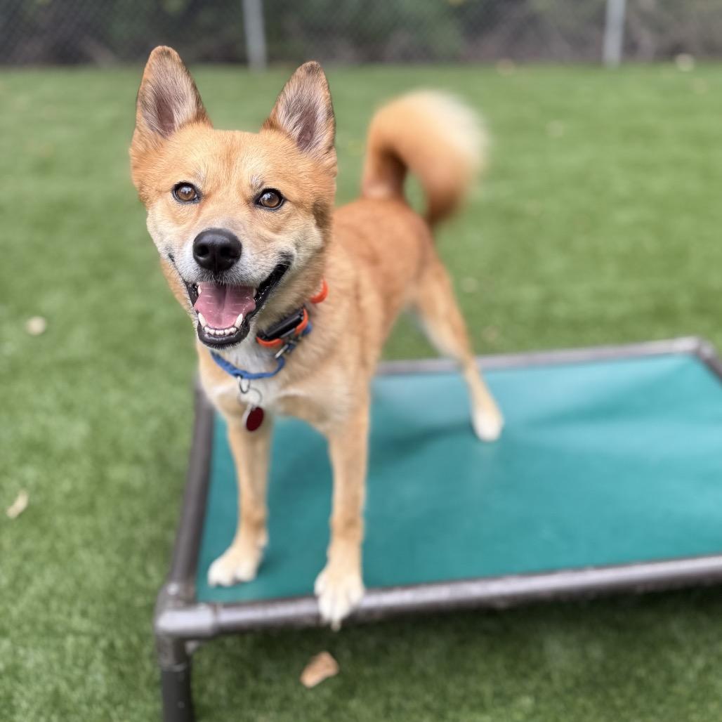 Enlarge Theo, a Adoptable mixed breed in Bellingham, WA image 5/6