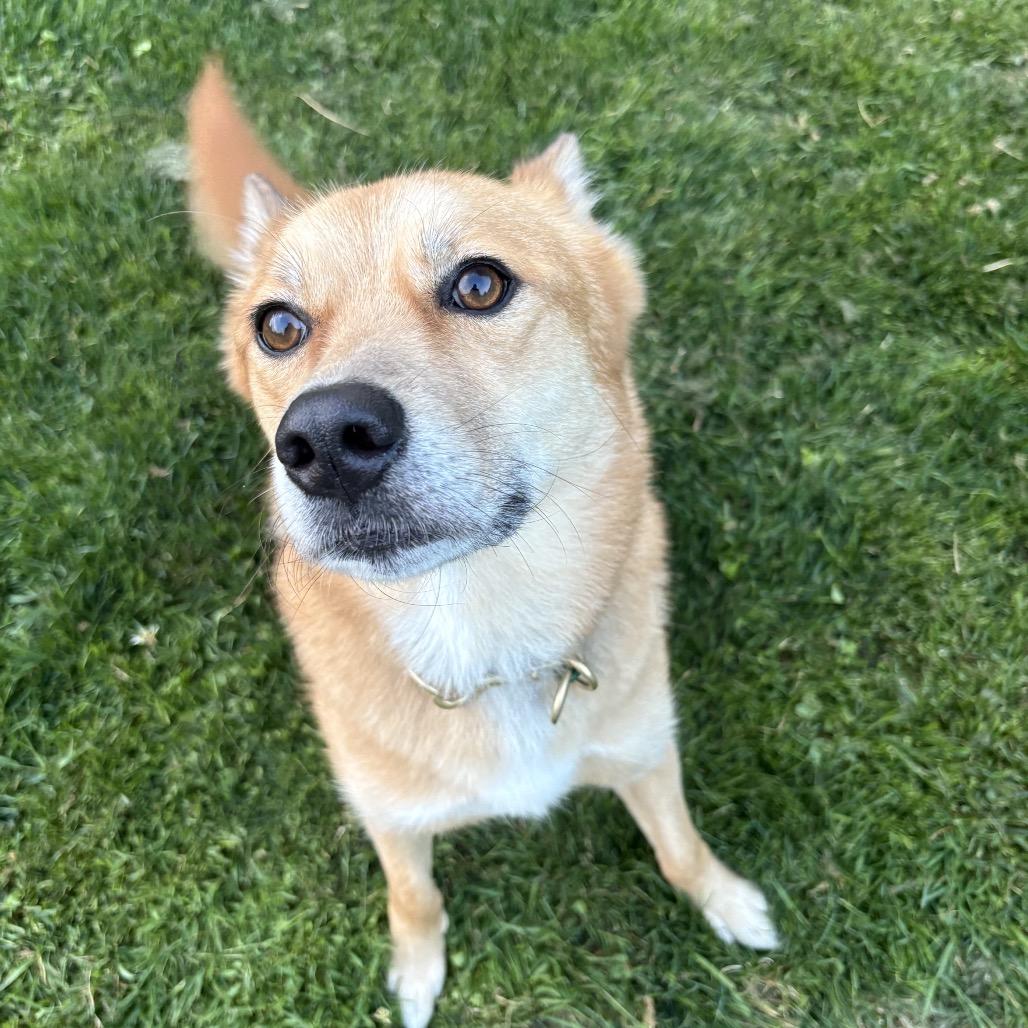 Enlarge Theo, a Adoptable mixed breed in Bellingham, WA image 6/6
