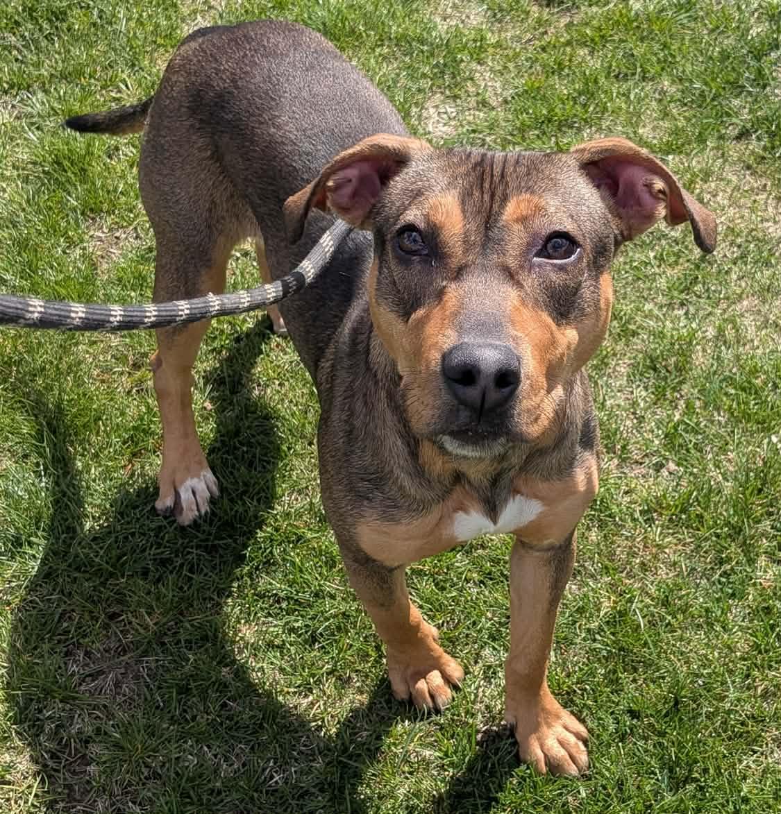 Princess, adoptable, Young Female Mixed Breed.