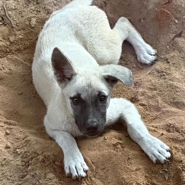 Reecie, a Adoptable mixed breed in Grand Bay, AL image 1/2
