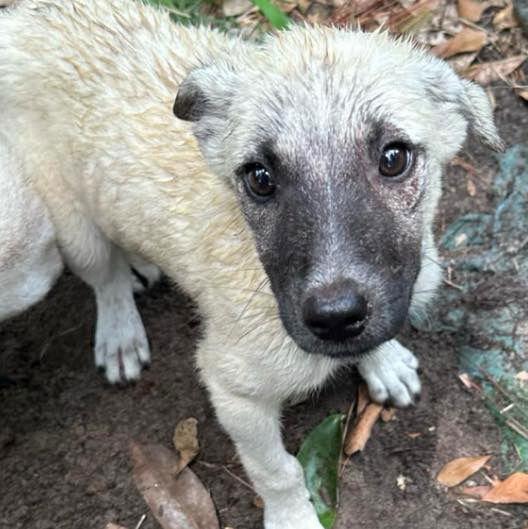 Reecie, a Adoptable mixed breed in Grand Bay, AL image 2/2