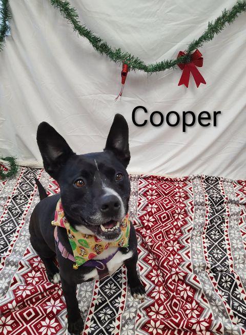 Cooper, Adoptable, Adult Male Feist.