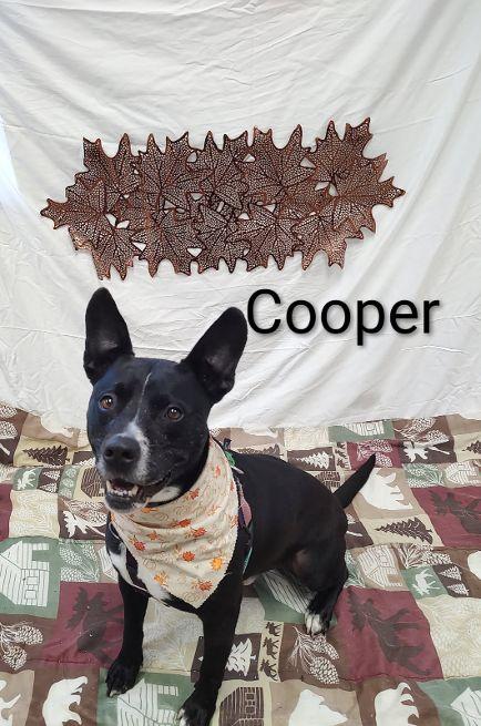 Cooper, an adoptable Feist in Cape May Court House, NJ, 08210 | Photo Image 1