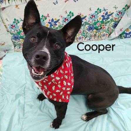 Cooper 3