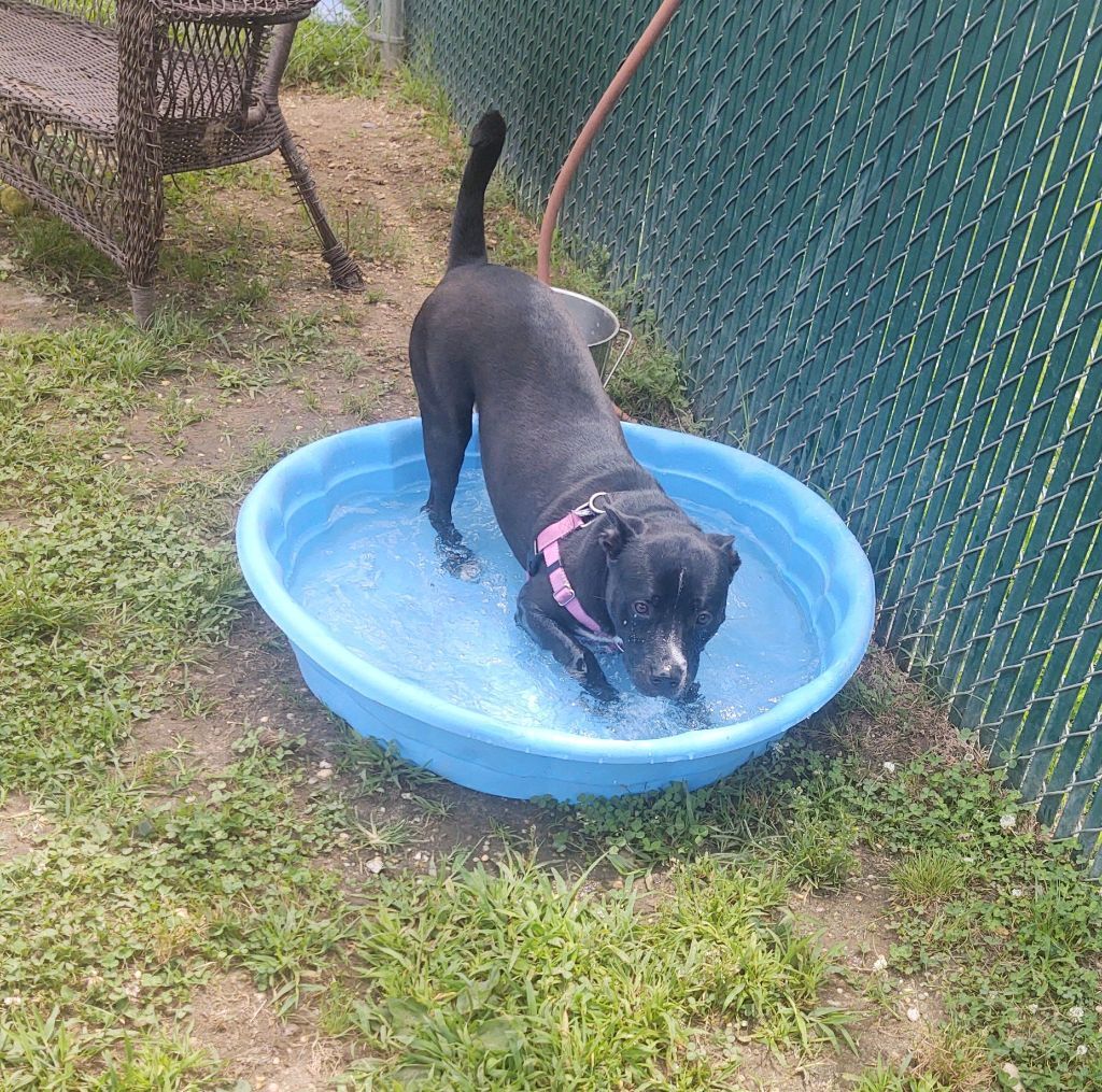 Cooper, a Adoptable Feist in Cape May Court House, NJ image 5/6